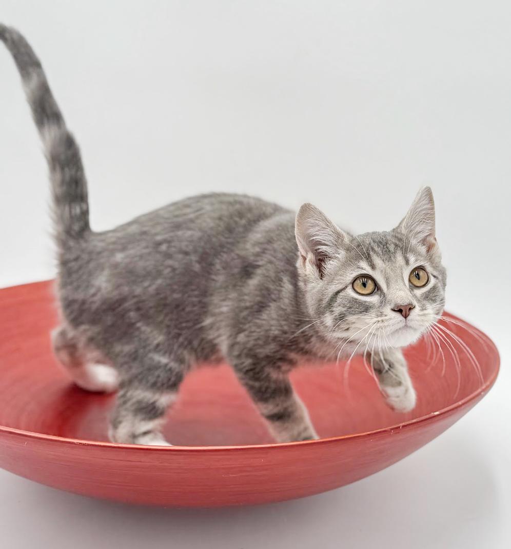 Enlarge Ragoon is our heartthrob!  Can he be any more precious?!   , an adoptable mixed breed in Bedford Hills, NY image 6/6