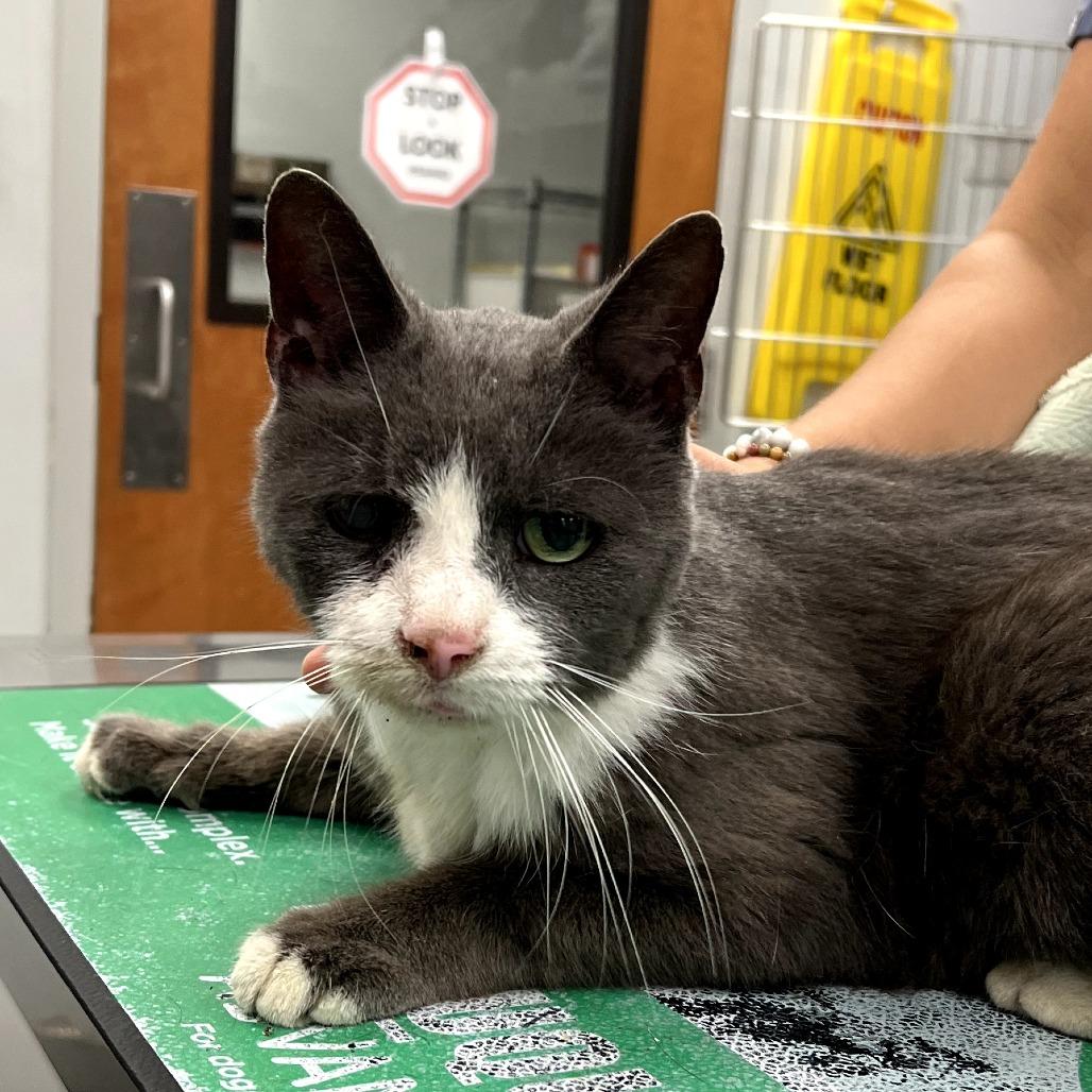 Enlarge Old Greg, a Adoptable Domestic Short Hair in Wind Gap, PA image 1/1