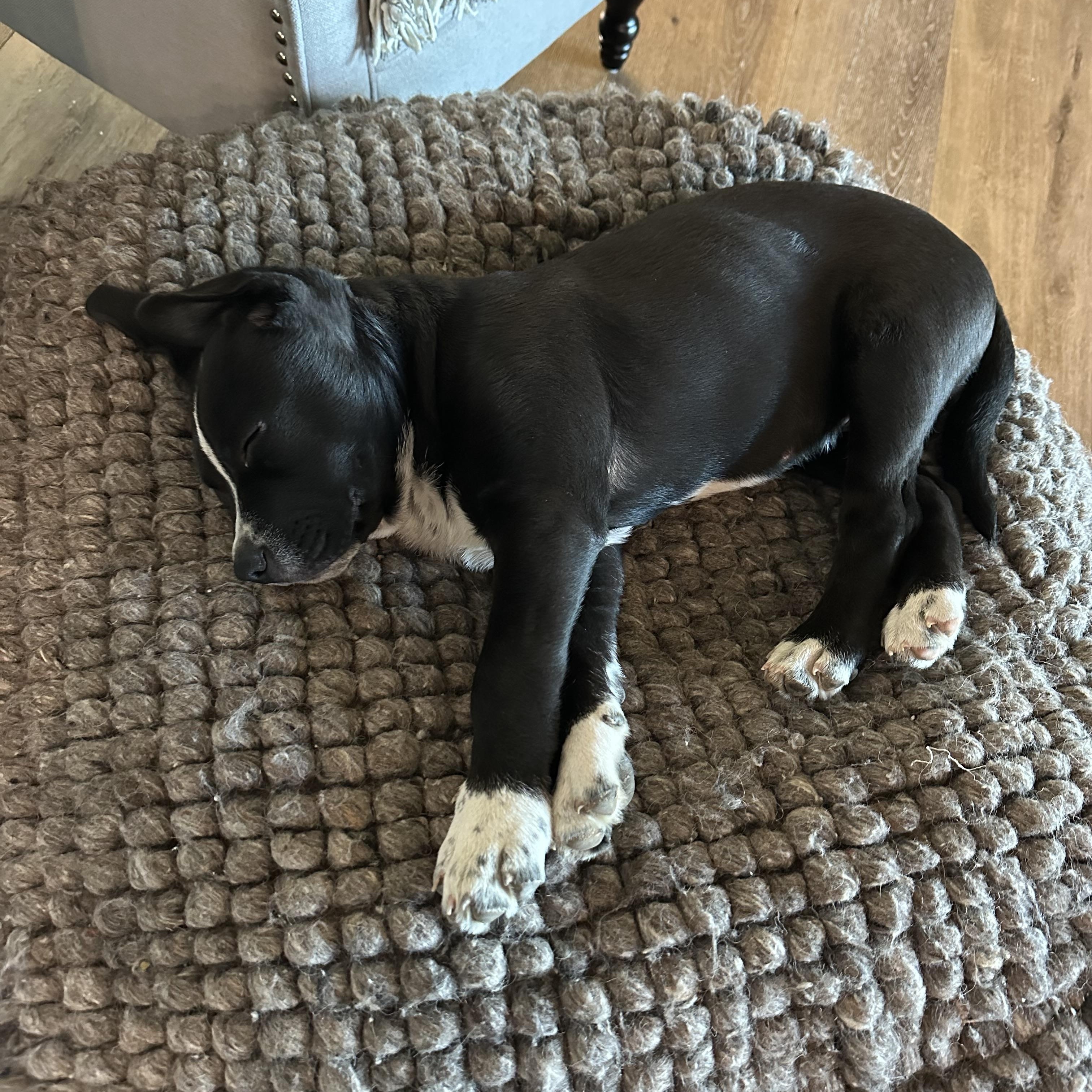 Enlarge Lil D, a ADOPTABLE mixed breed in Richmond, MO image 2/3