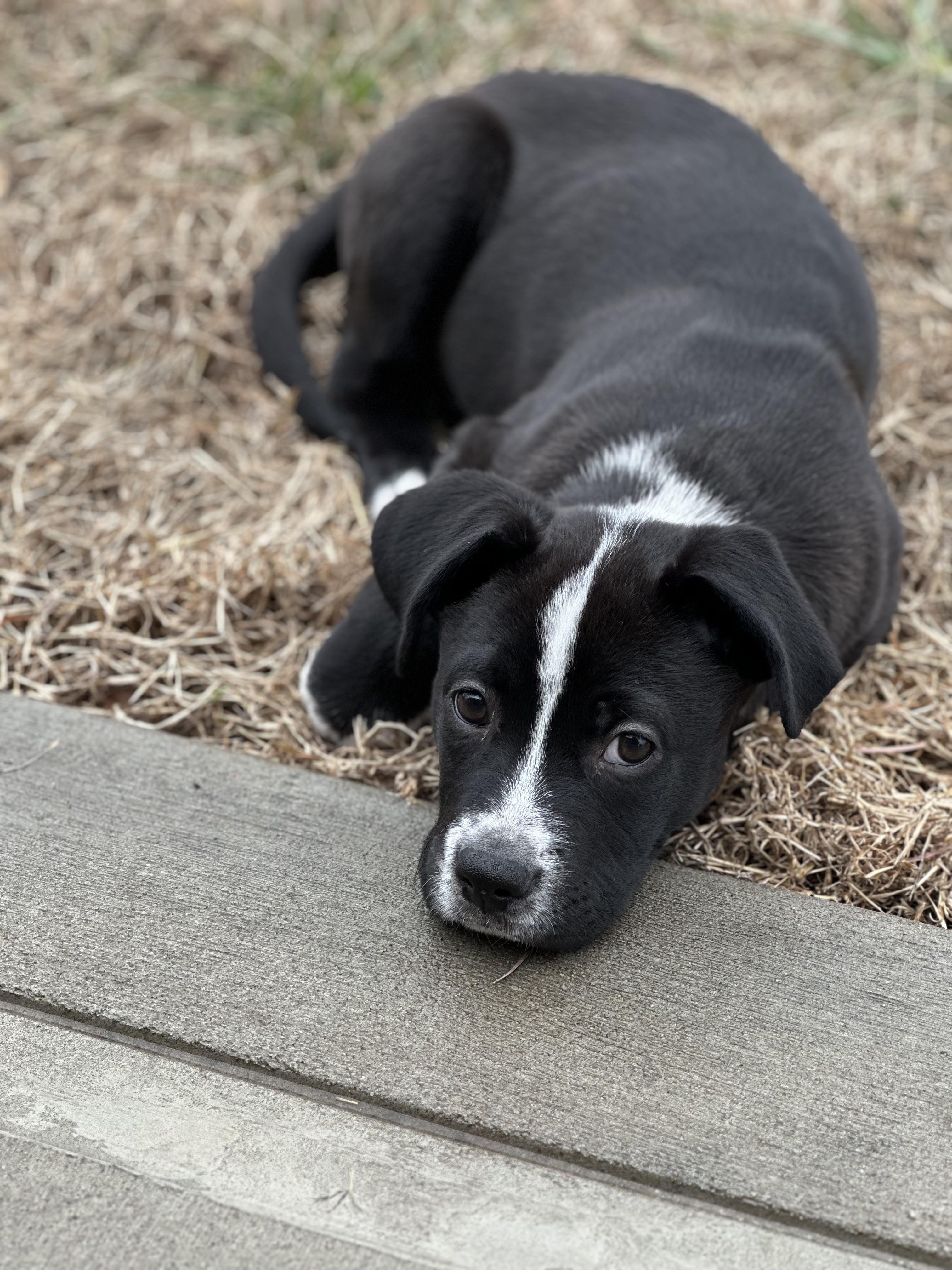 Enlarge Lil D, a ADOPTABLE mixed breed in Richmond, MO image 1/3