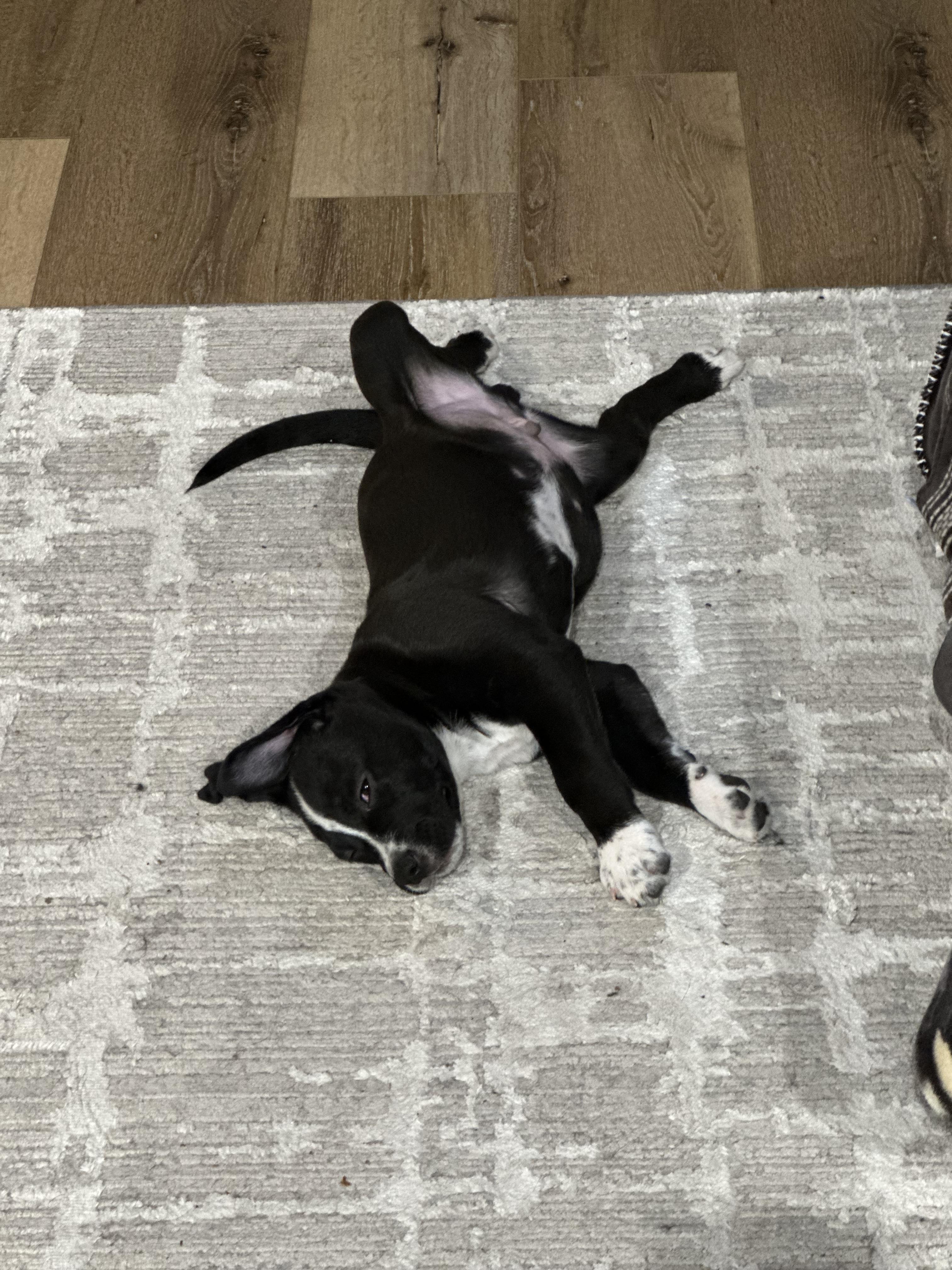 Enlarge Lil D, a ADOPTABLE mixed breed in Richmond, MO image 3/3