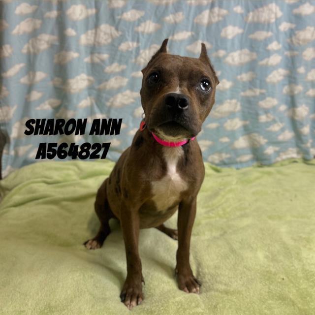 SHARON ANN, Adoptable, Puppy Female Pit Bull Terrier & Mixed Breed.