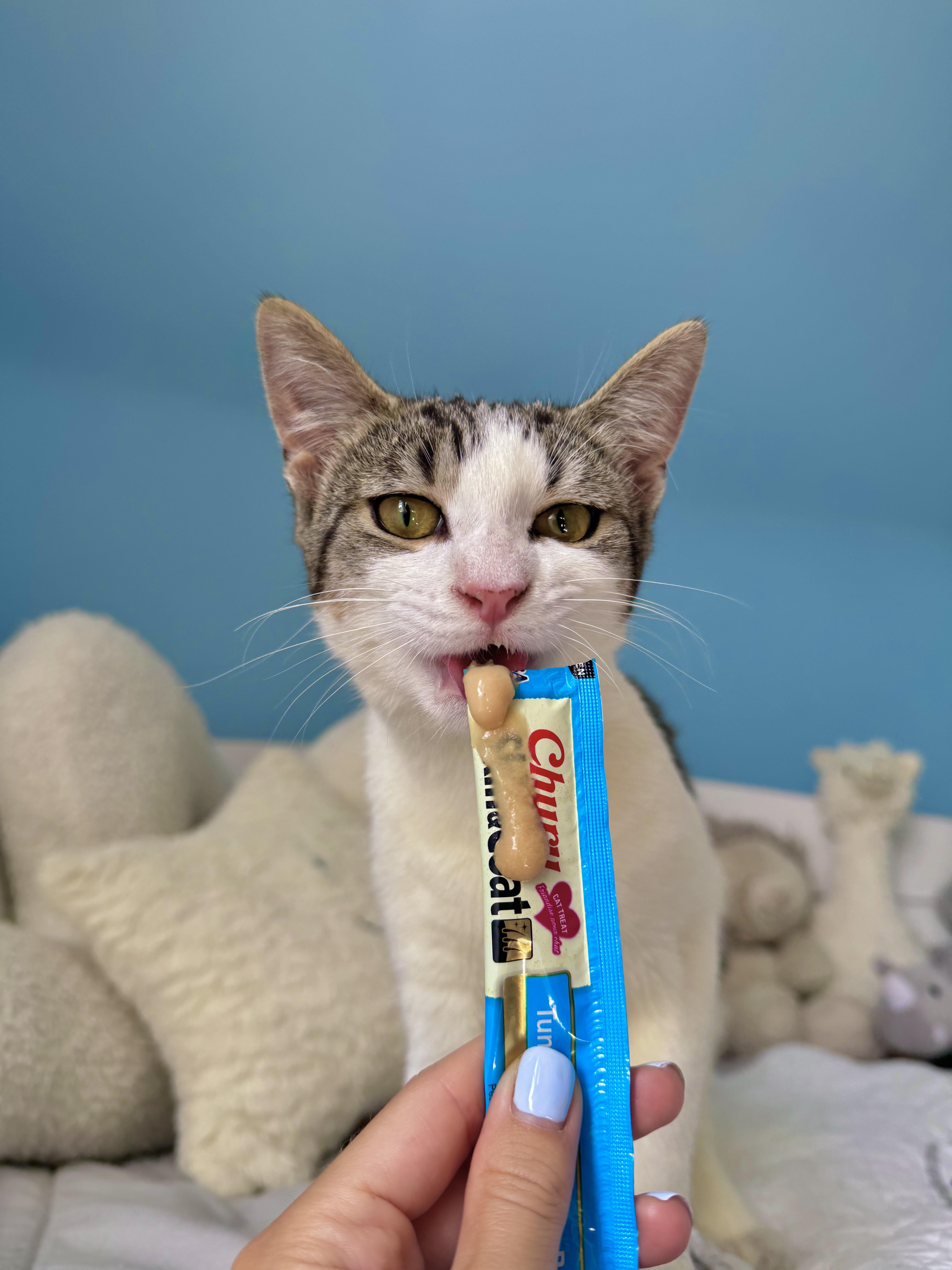 Miso, a ADOPTABLE Domestic Short Hair in Ramsey, NJ image 4/6