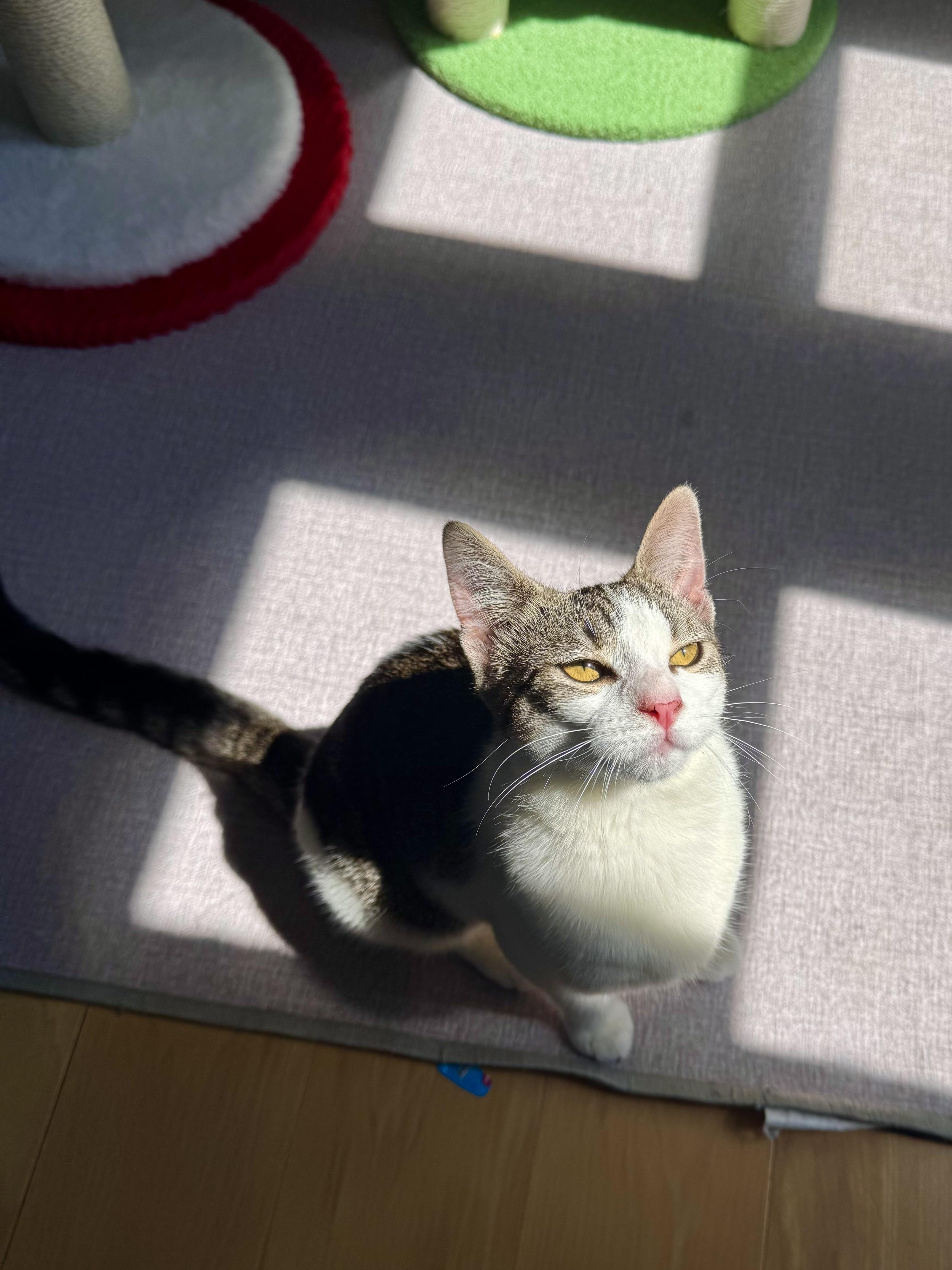 Miso, a ADOPTABLE Domestic Short Hair in Ramsey, NJ image 2/6