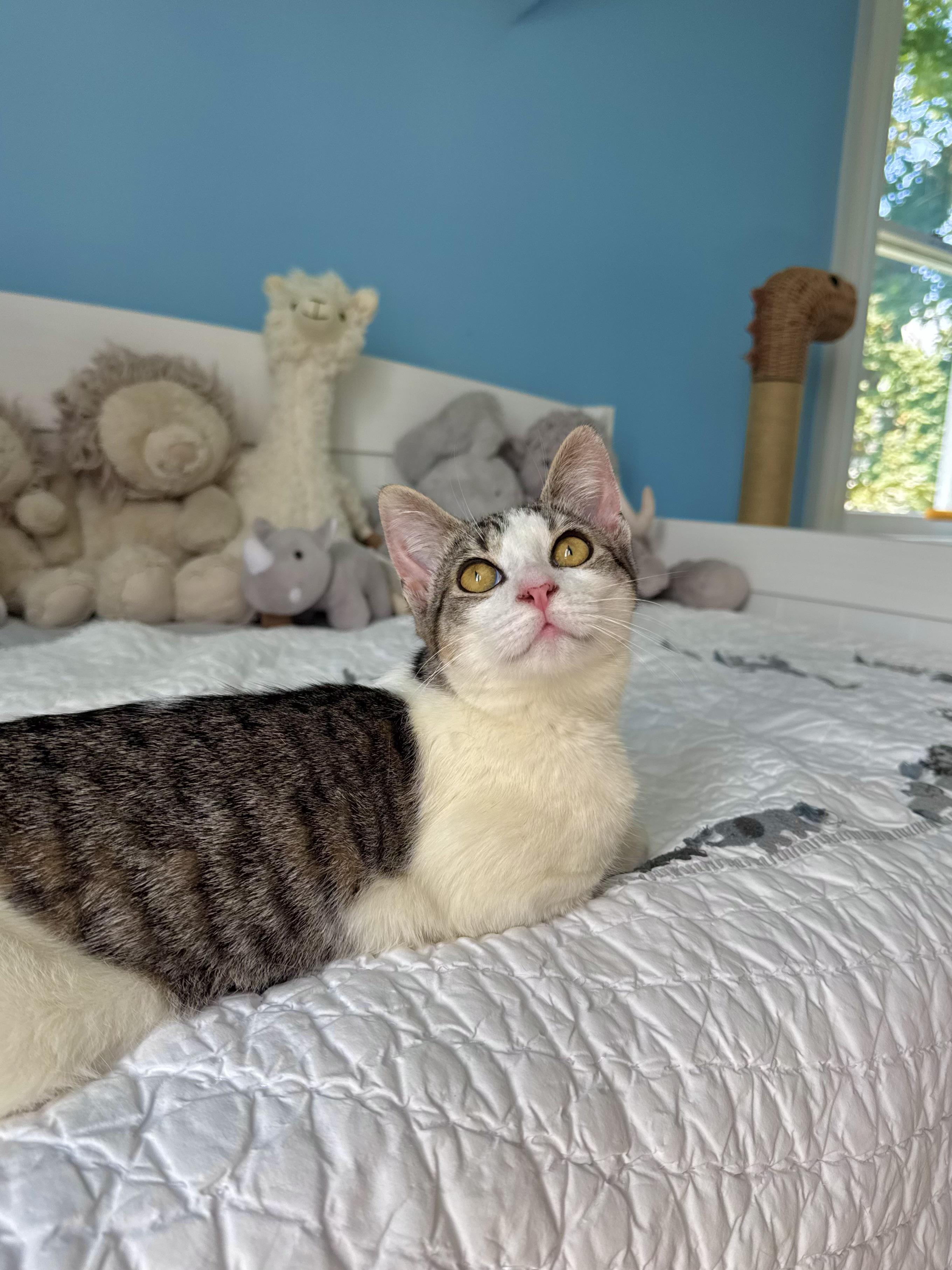 Miso, a ADOPTABLE Domestic Short Hair in Ramsey, NJ image 5/6