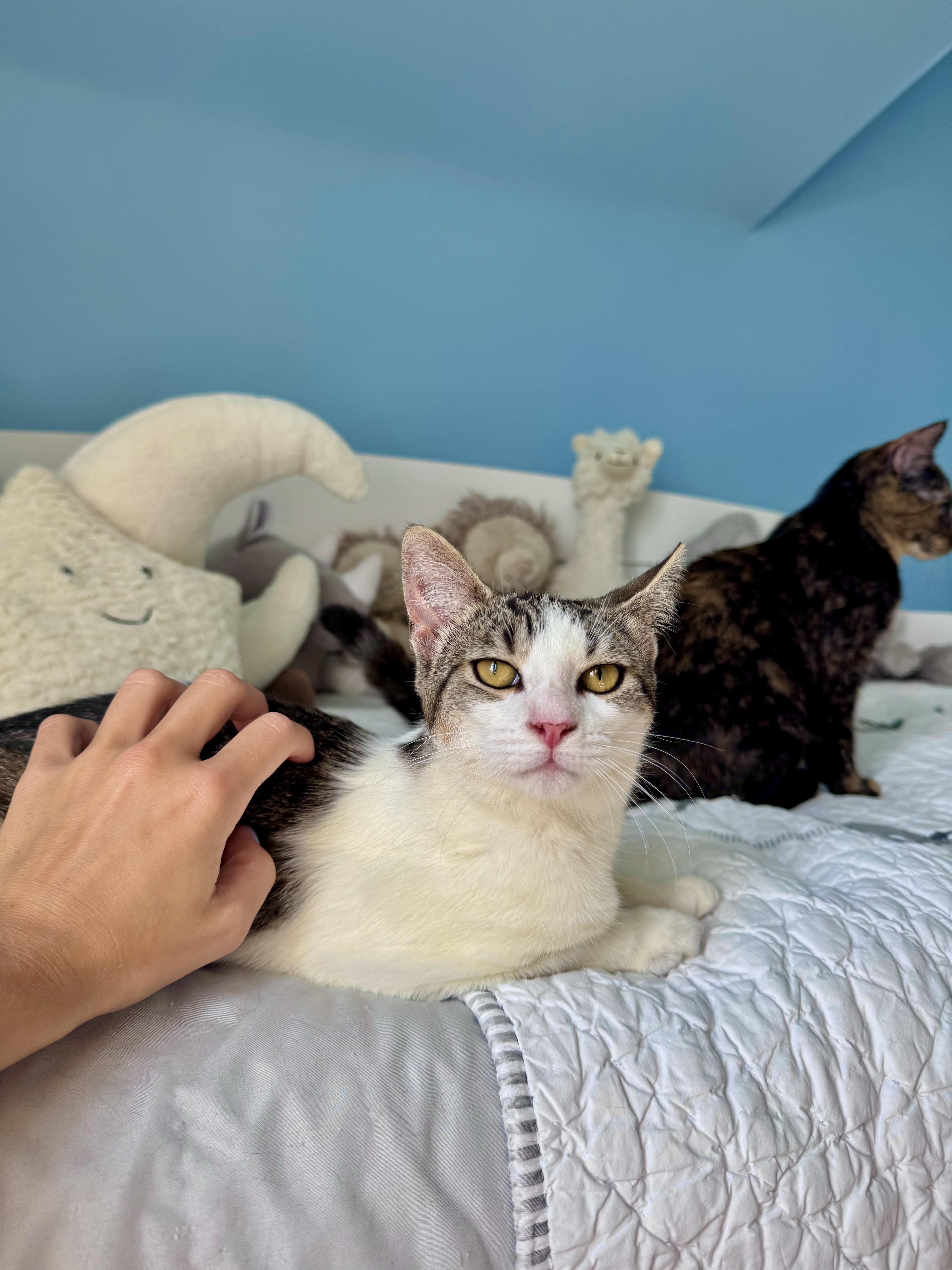 Miso, ADOPTABLE, Young Female Domestic Short Hair.