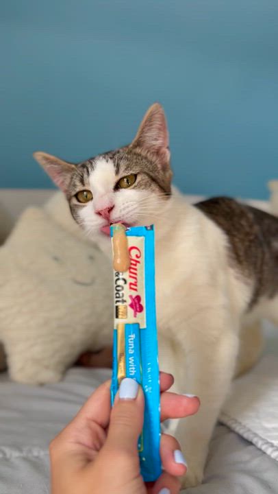 Enlarge Miso, a ADOPTABLE Domestic Short Hair in Ramsey, NJ video 6/6