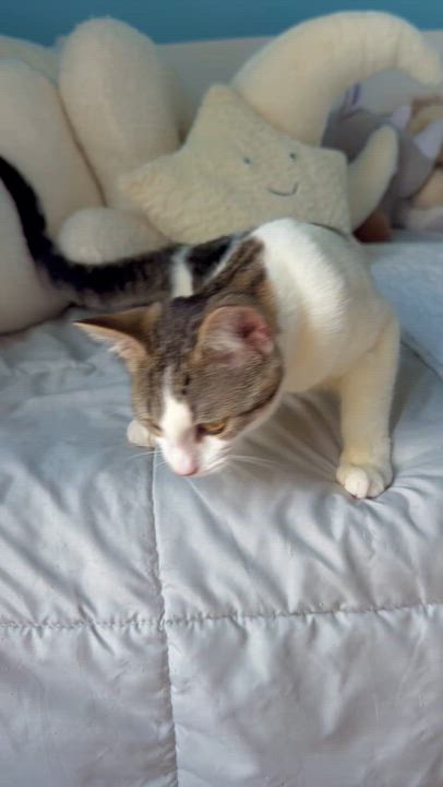 Enlarge Miso, a ADOPTABLE Domestic Short Hair in Ramsey, NJ video 3/6