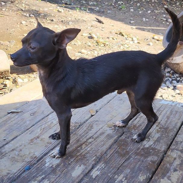 JACK, Adopted, Young Male Chihuahua & Rat Terrier.
