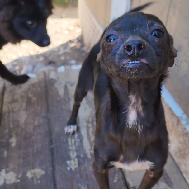 Enlarge JACK, a Adopted mixed breed in Pasadena, TX image 2/6