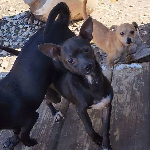 Enlarge JACK, a Adopted mixed breed in Pasadena, TX image 3/6