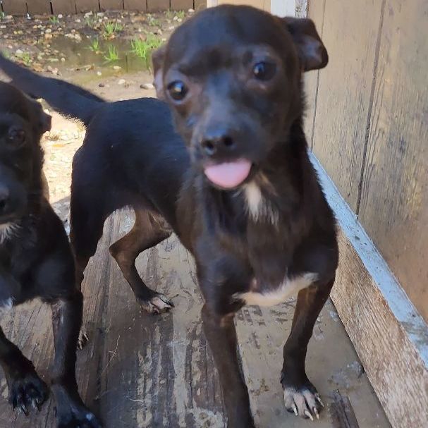 Enlarge JACK, a Adopted mixed breed in Pasadena, TX image 4/6