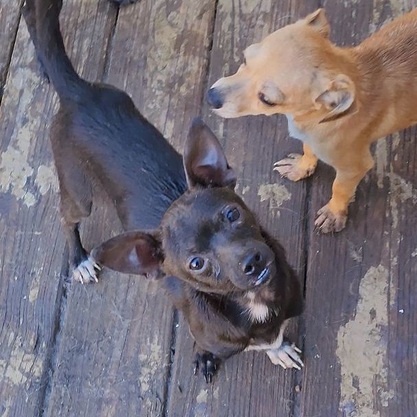Enlarge JACK, a Adopted mixed breed in Pasadena, TX image 5/6