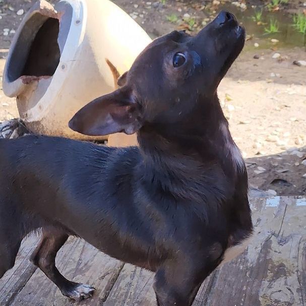 Enlarge JACK, a Adopted mixed breed in Pasadena, TX image 6/6