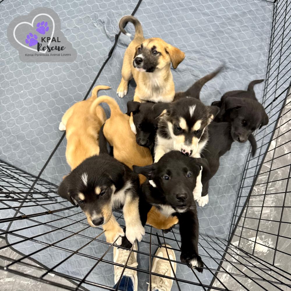 Enlarge Dozer, a Adoptable mixed breed in Kenai, AK image 1/3