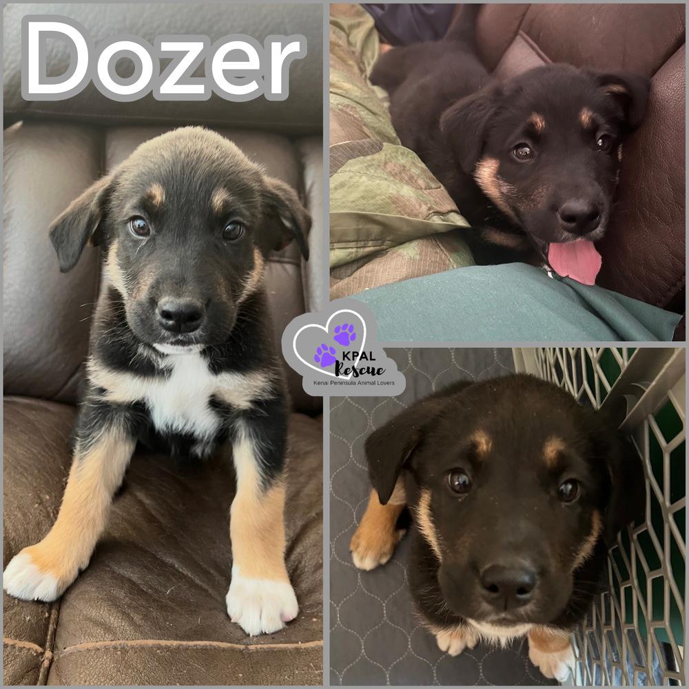 Enlarge Dozer, a Adoptable mixed breed in Kenai, AK image 2/3