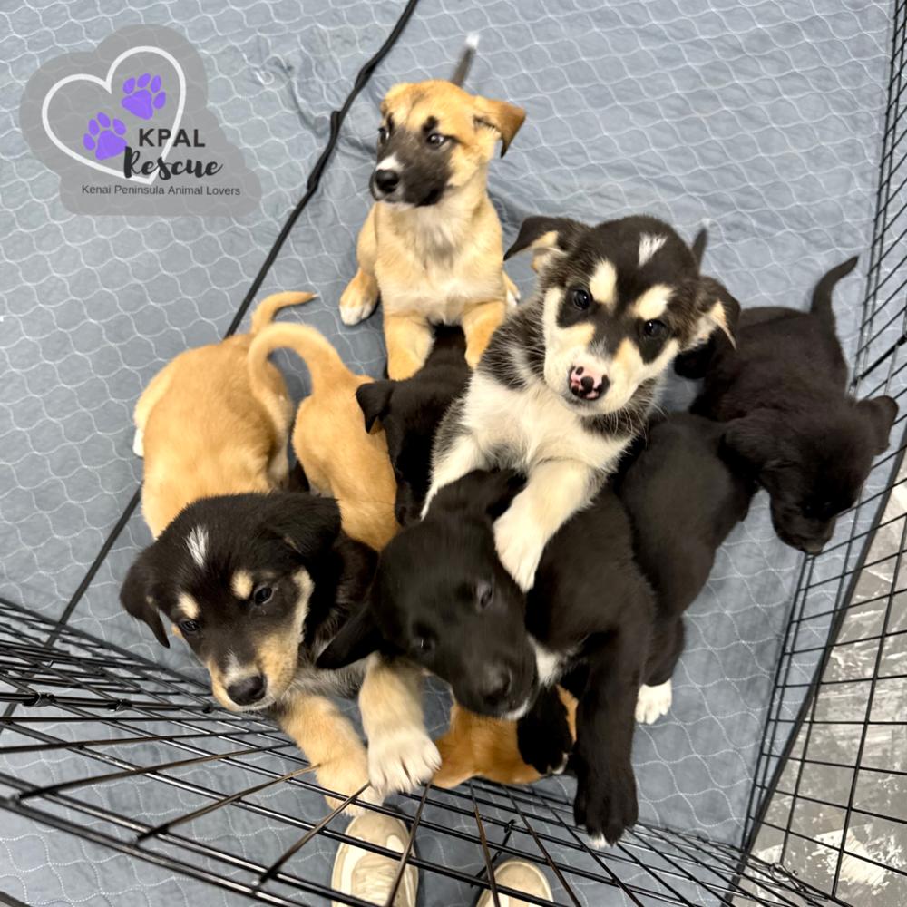 Enlarge Dozer, a Adoptable mixed breed in Kenai, AK image 3/3