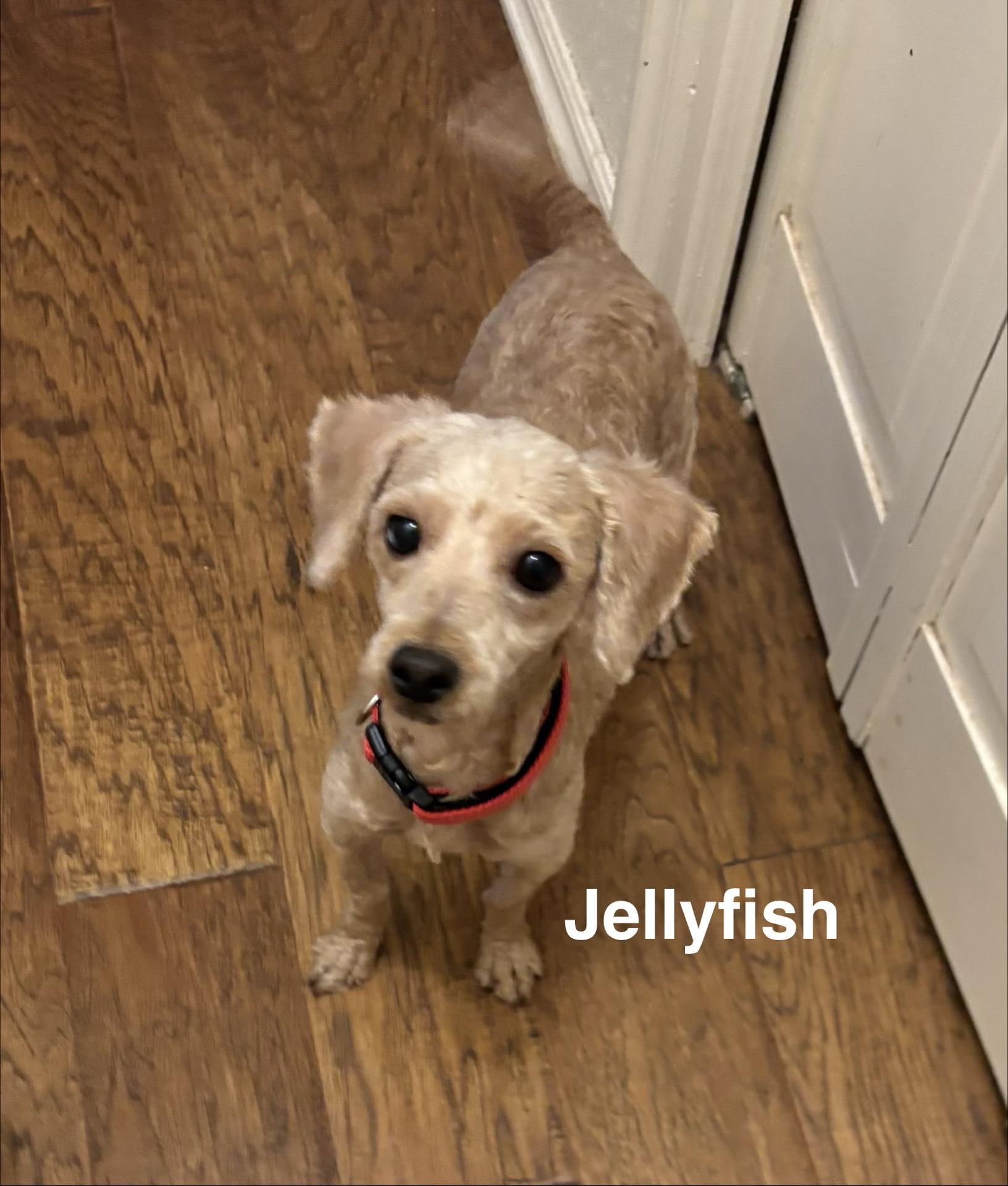 Jellyfish, Adoptable, Young Female Maltipoo.