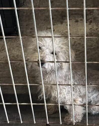 Enlarge Jellyfish, a Adoptable Maltipoo in Broken Arrow, OK image 2/3