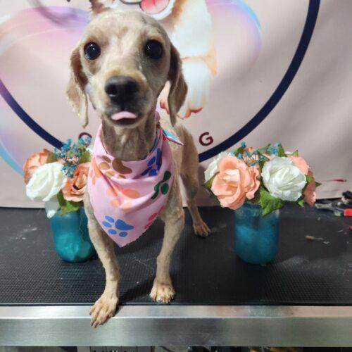 Enlarge Jellyfish, a Adoptable Maltipoo in Broken Arrow, OK image 3/3