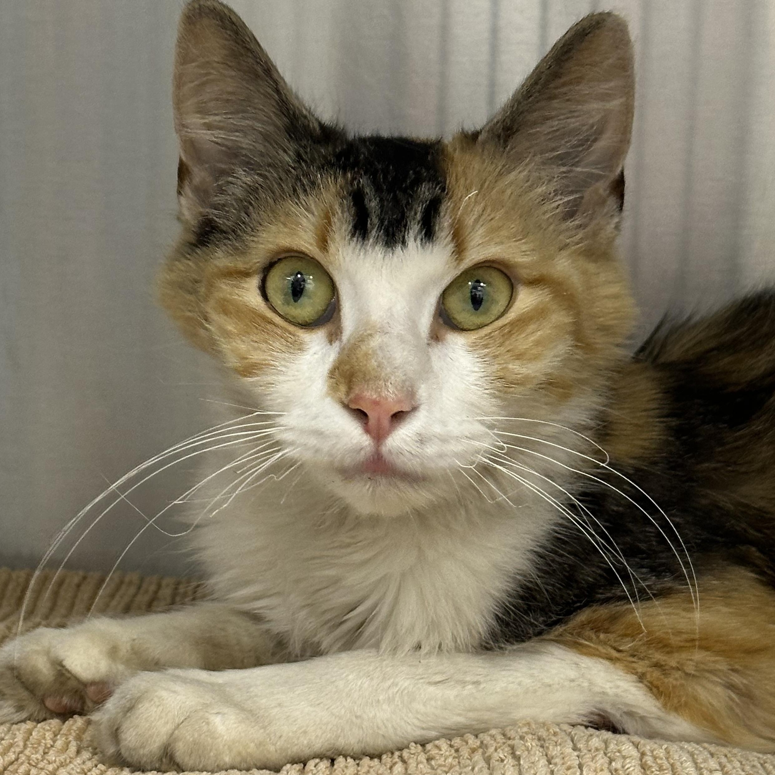 Peach FIV+, a Adoptable Calico in Clifton, NJ image 4/6