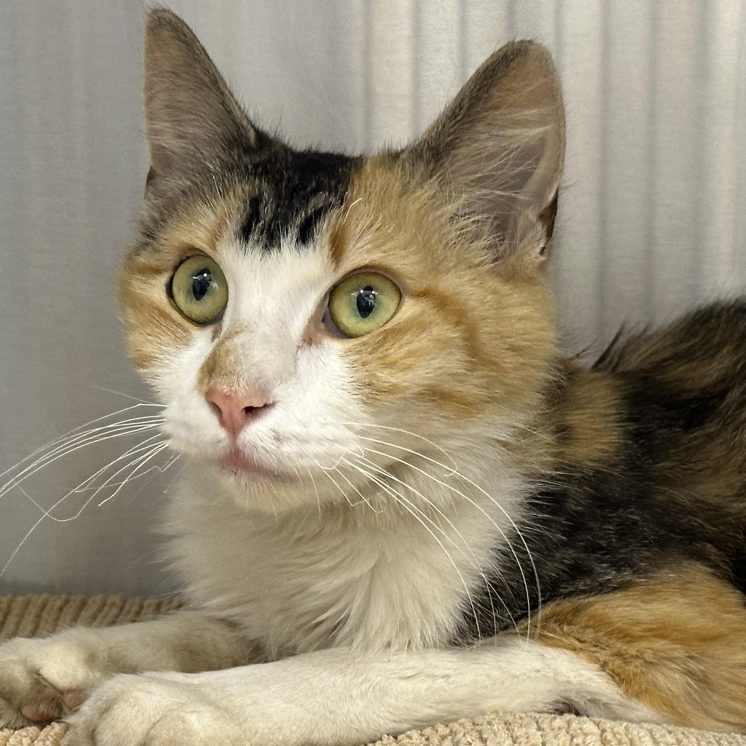 Peach FIV+