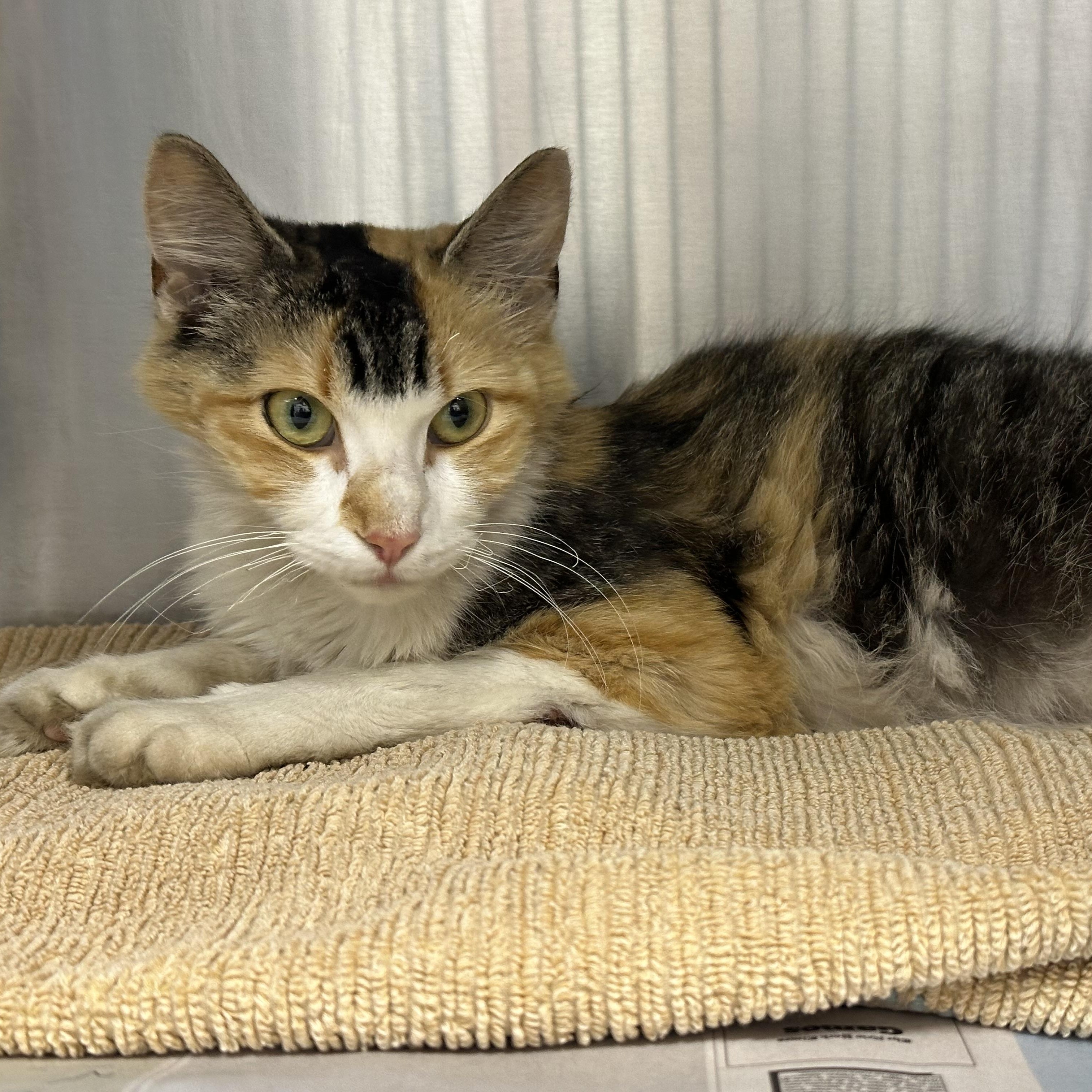 Peach FIV+