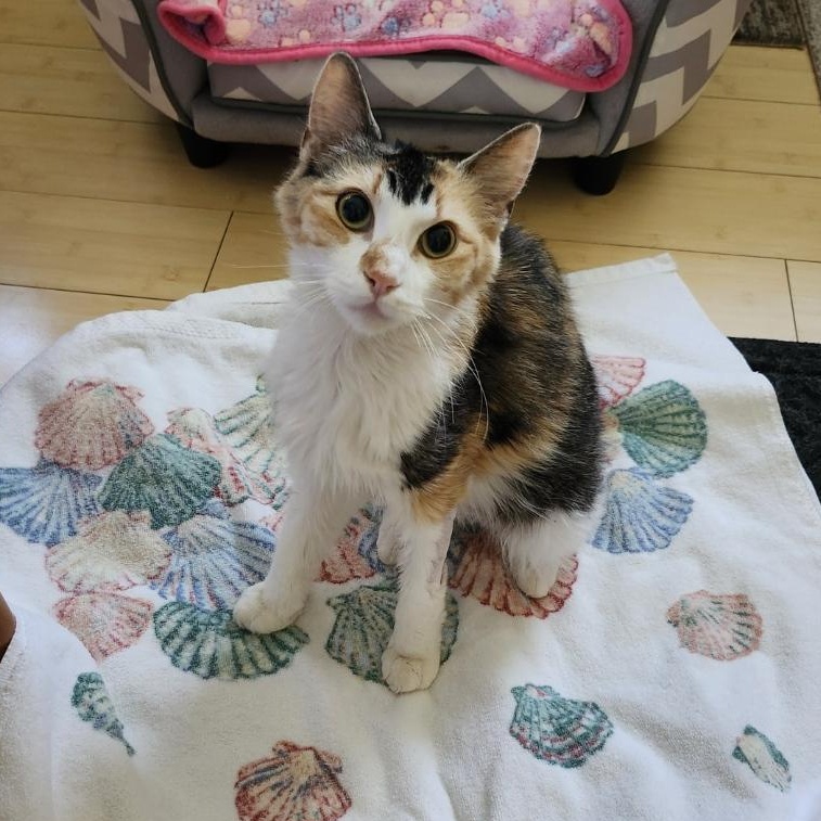 Peach FIV+