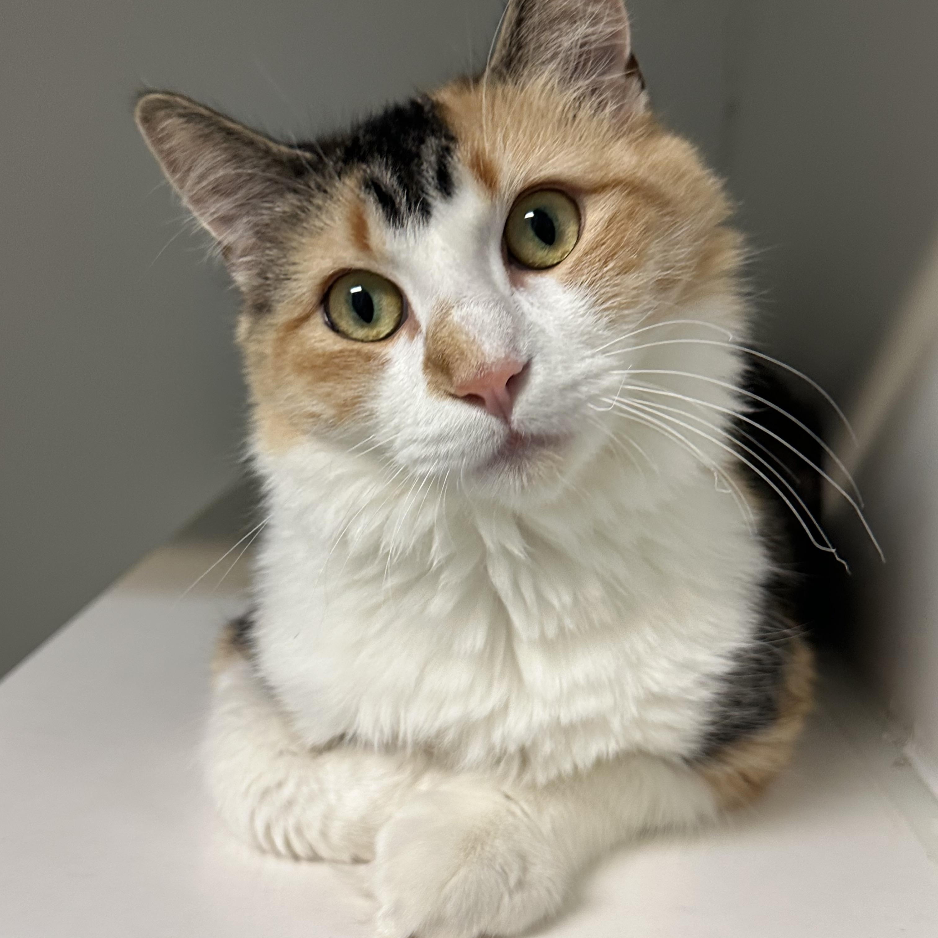 Peach FIV+, a Adoptable Calico in Clifton, NJ image 1/6