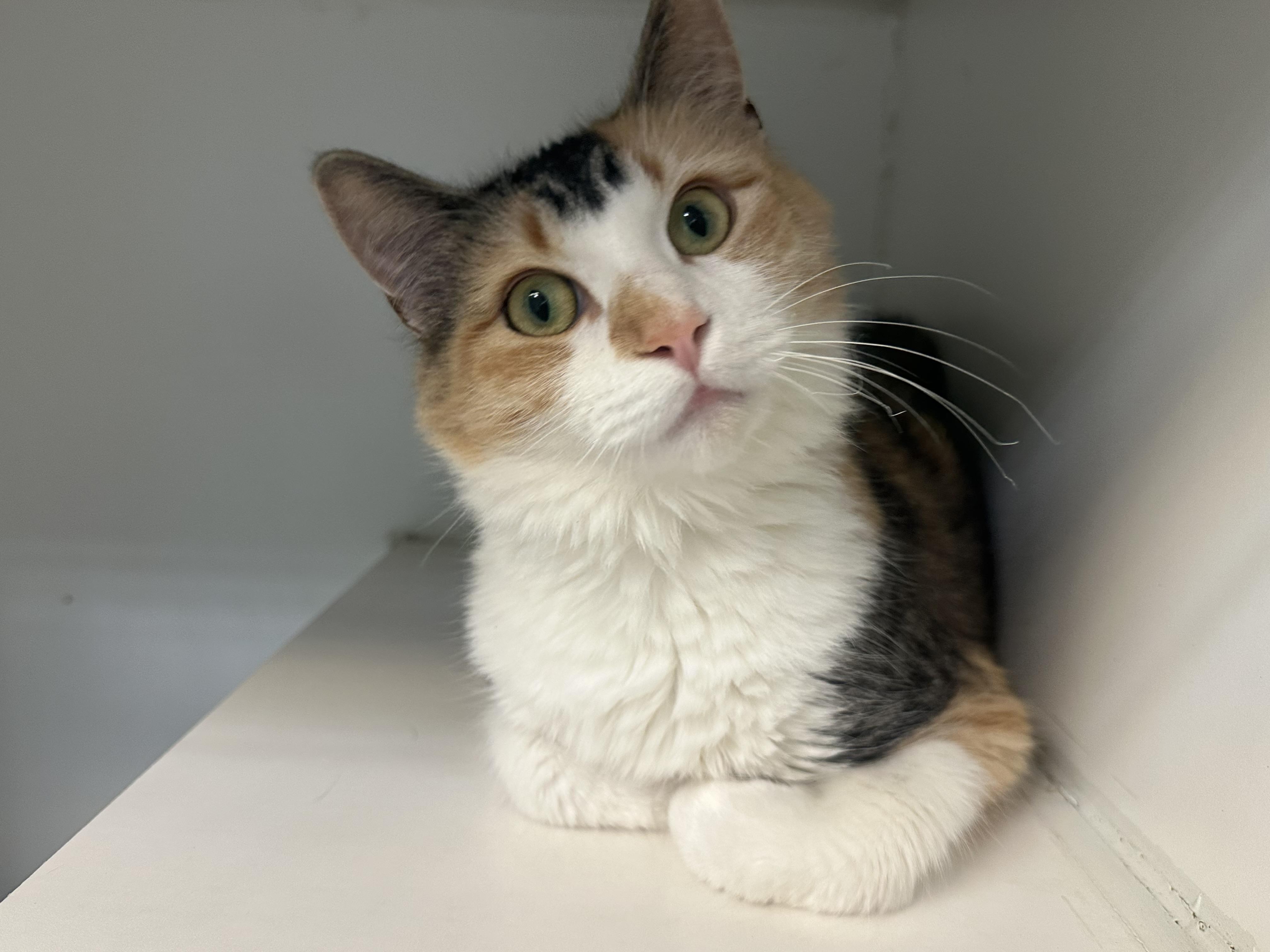 Peach FIV+