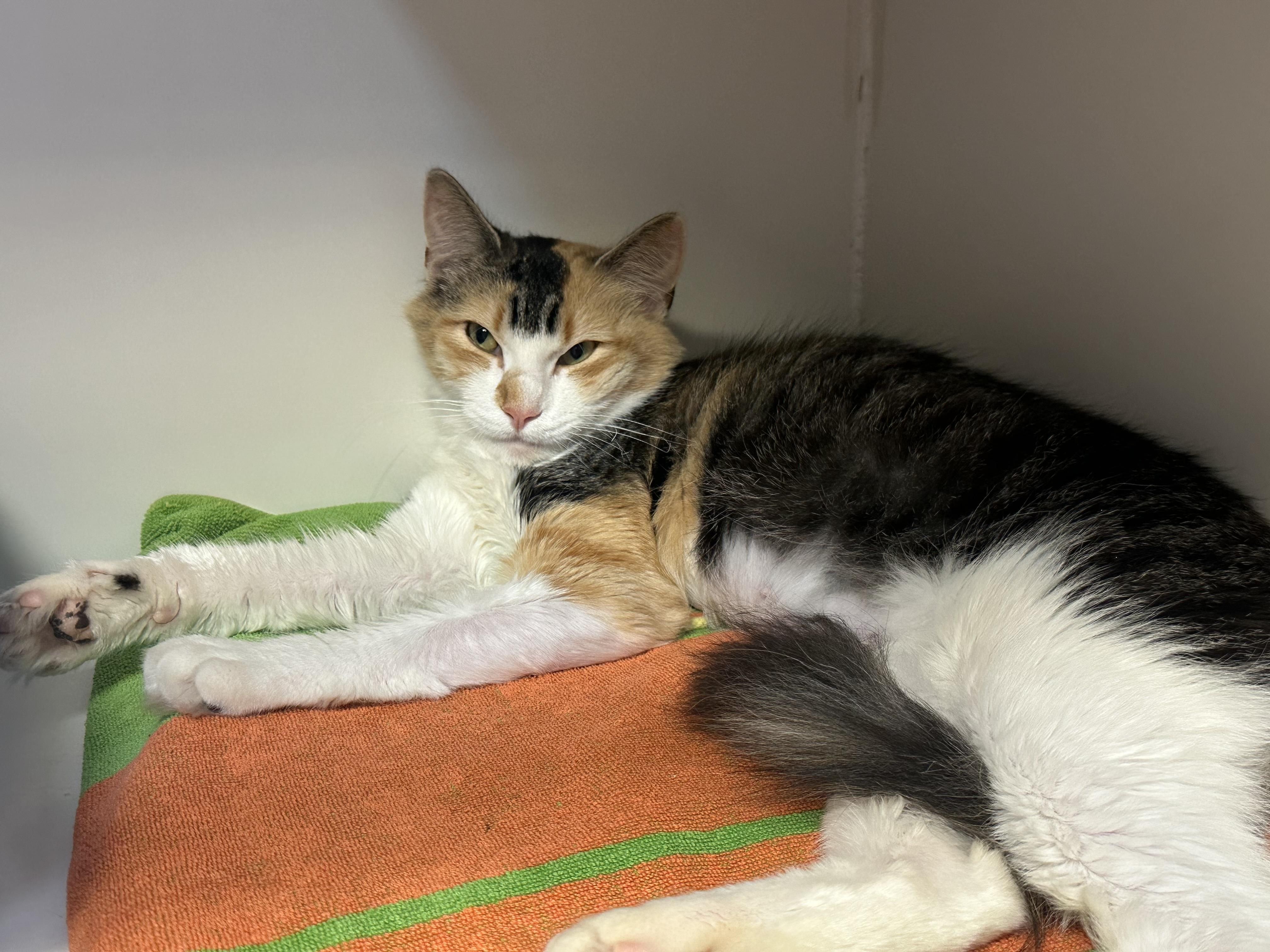 Peach FIV+, a Adoptable Calico in Clifton, NJ image 5/6