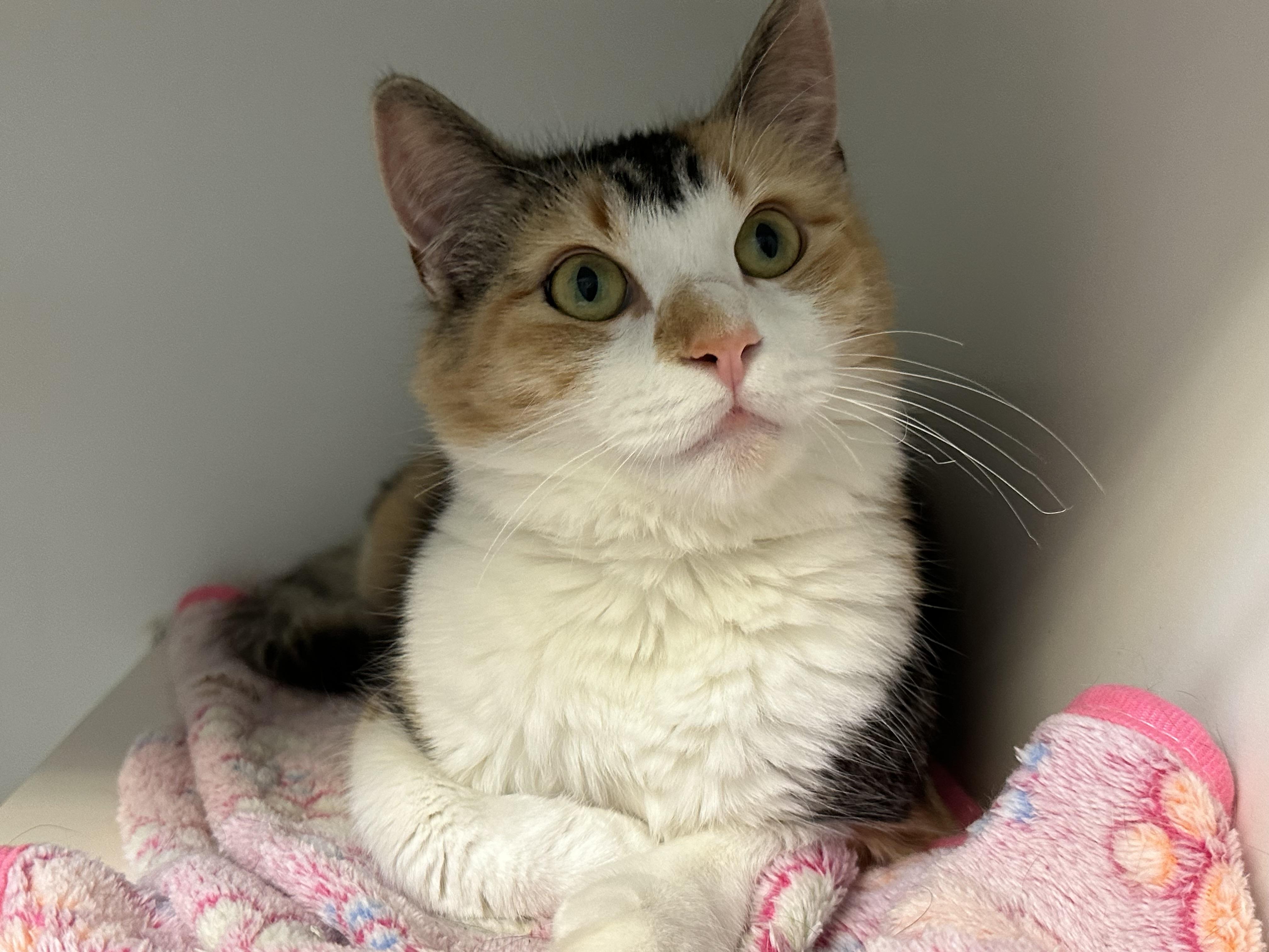 Peach FIV+