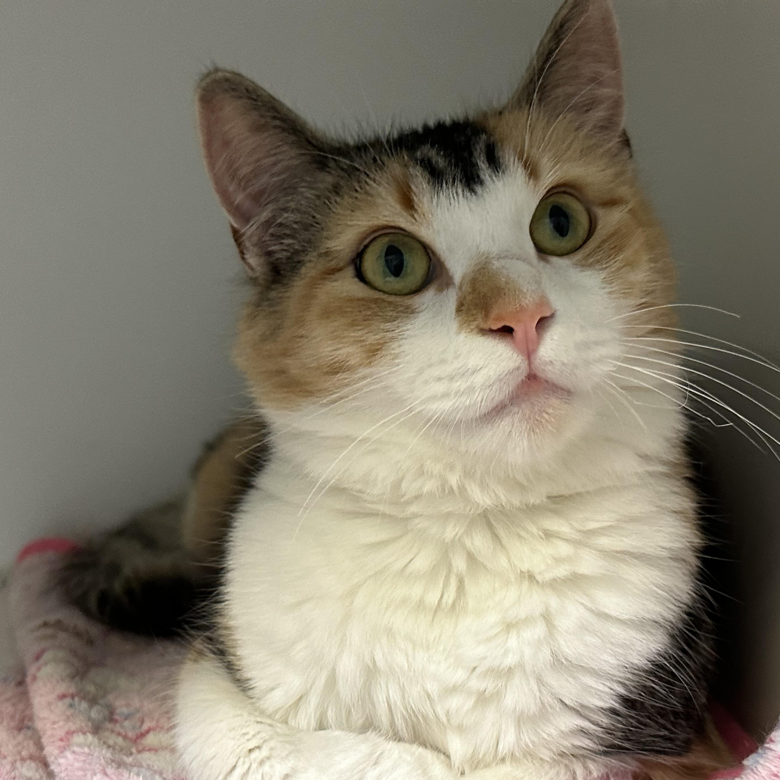 Peach FIV+, a Adoptable Calico in Clifton, NJ image 3/6