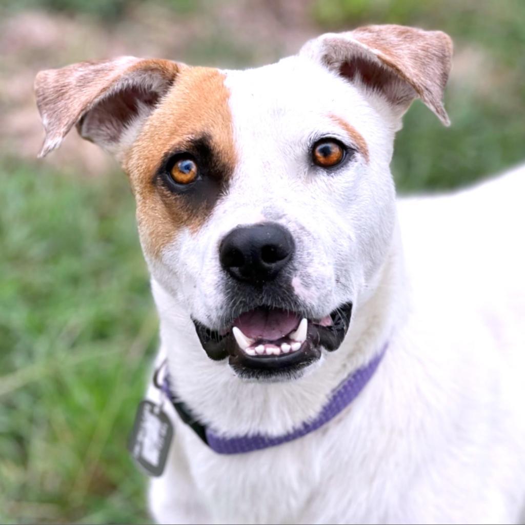 Enlarge Jewel, a Adoptable mixed breed in San Antonio, TX image 1/6