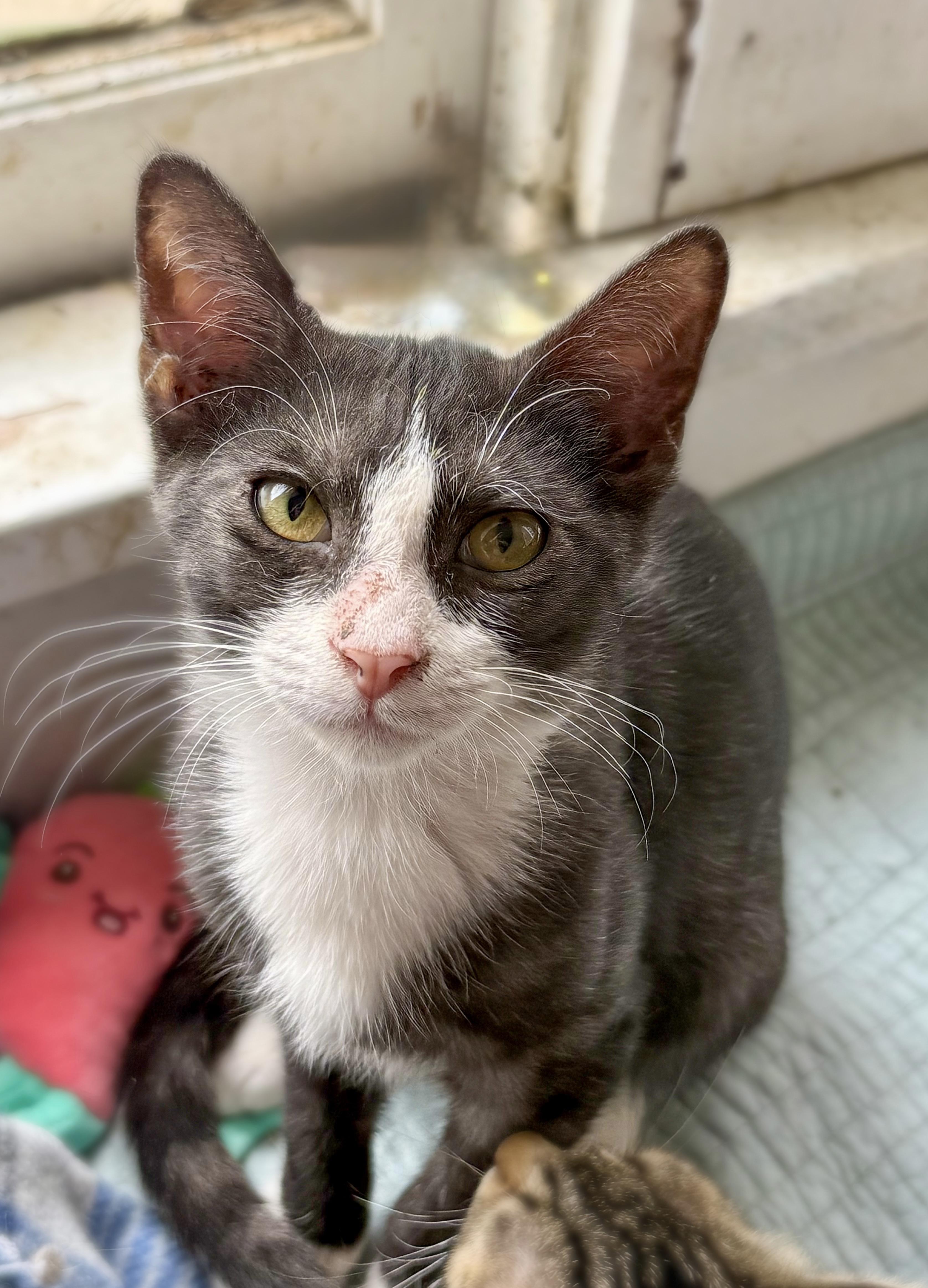 Enlarge Franklin, a Adopted Domestic Short Hair in Shreveport, LA image 1/1