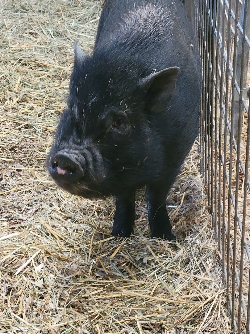 Franklin, a Adoptable Pig in Chrisney, IN image 1/8