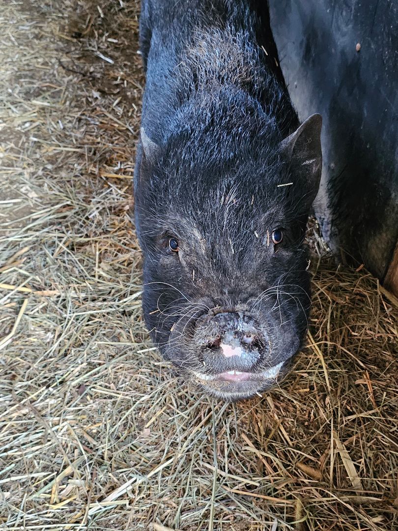 Franklin, a Adoptable Pig in Chrisney, IN image 2/8