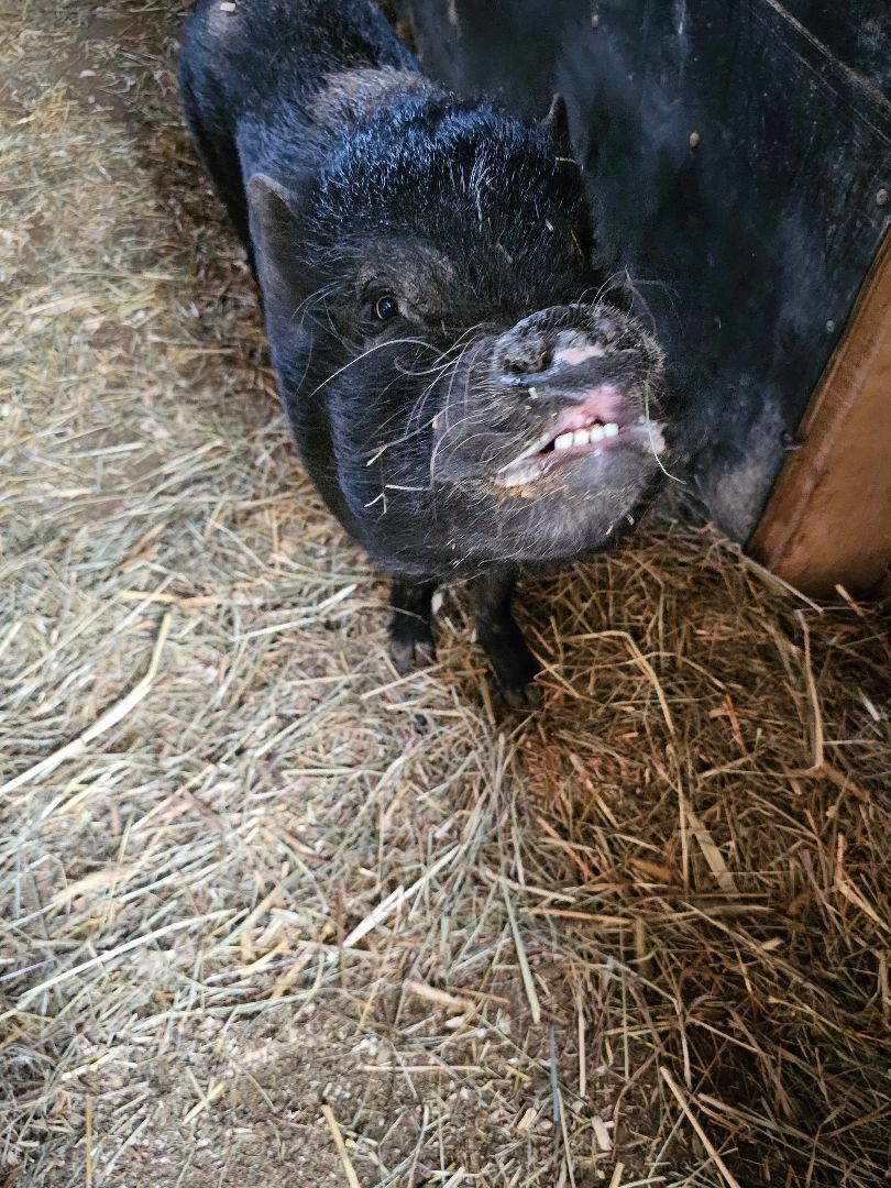 Franklin, a Adoptable Pig in Chrisney, IN image 3/8