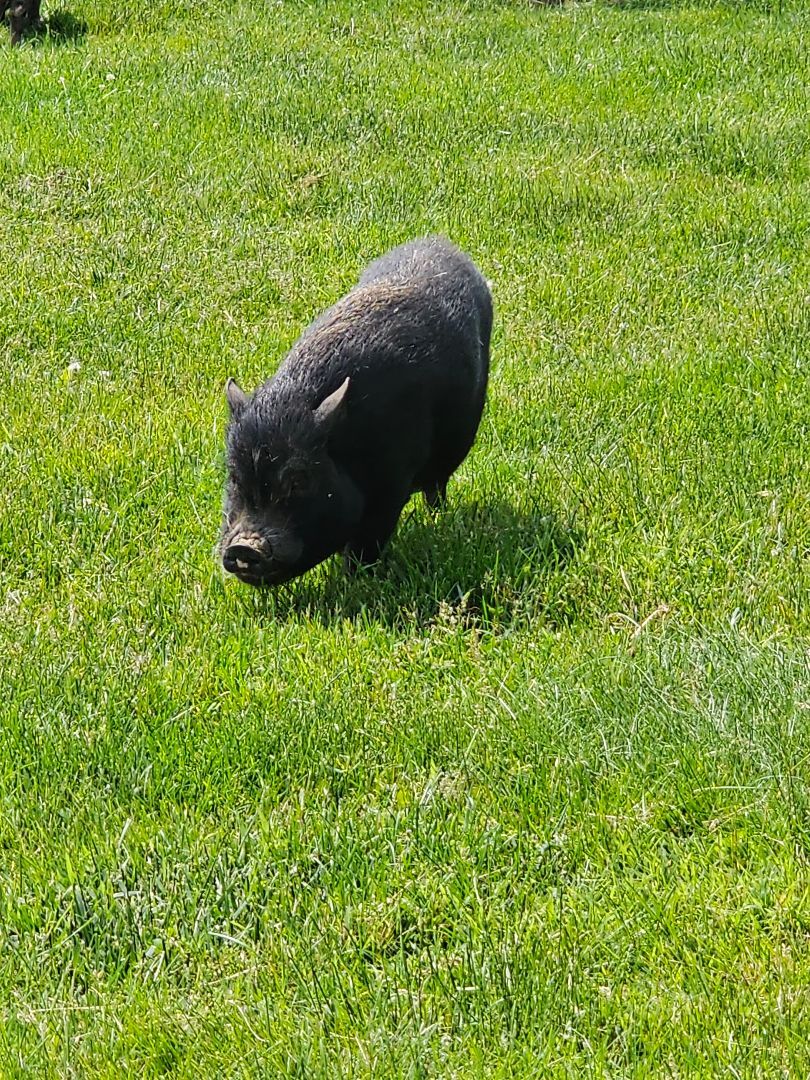 Franklin, a Adoptable Pig in Chrisney, IN image 4/8