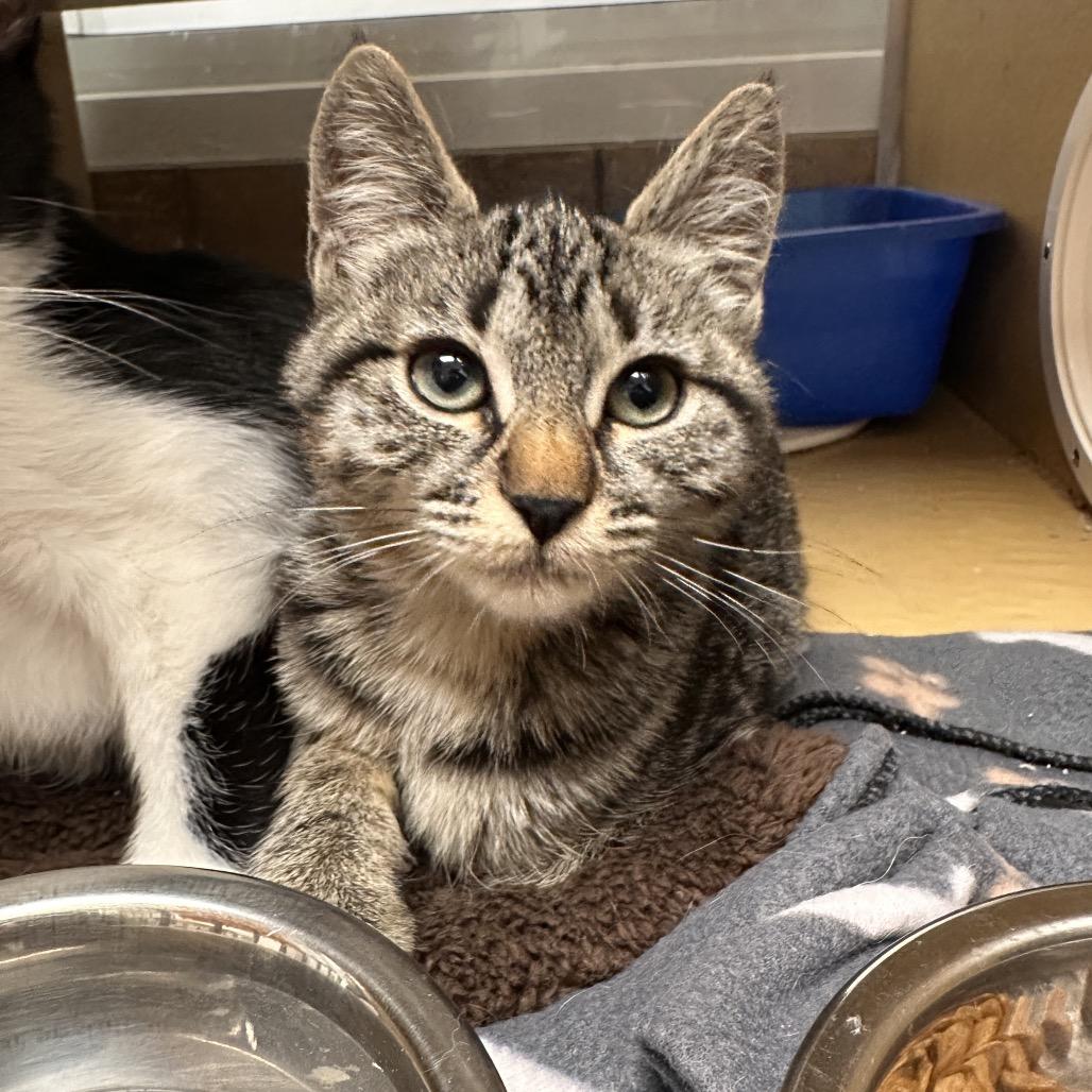 Alice, Adoptable, Kitten Female Domestic Short Hair.