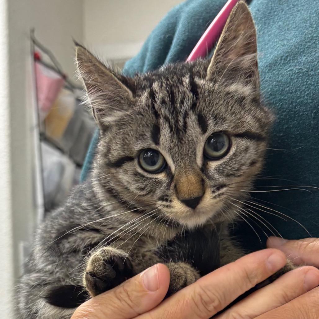 Alice, a Adoptable Domestic Short Hair in Spokane, WA image 2/6