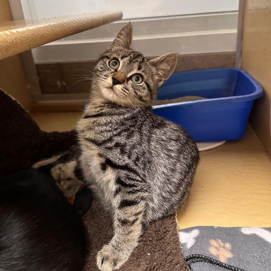 Alice, a Adoptable Domestic Short Hair in Spokane, WA image 3/6
