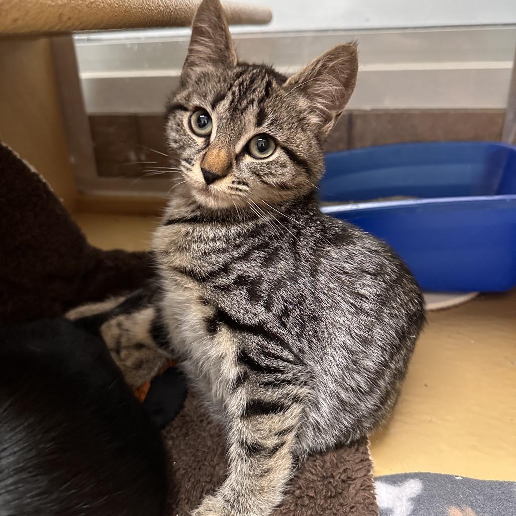 Alice, a Adoptable Domestic Short Hair in Spokane, WA image 4/6