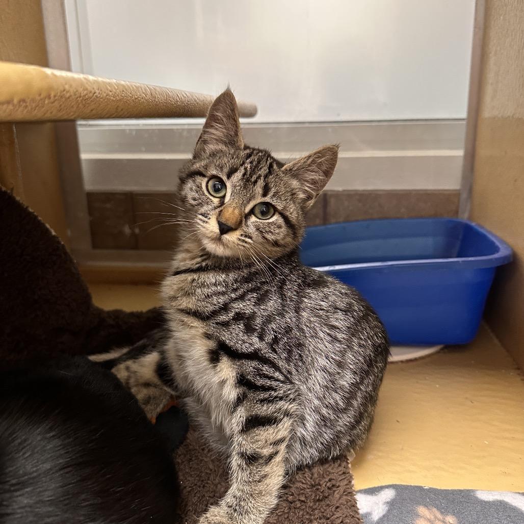 Alice, a Adoptable Domestic Short Hair in Spokane, WA image 5/6