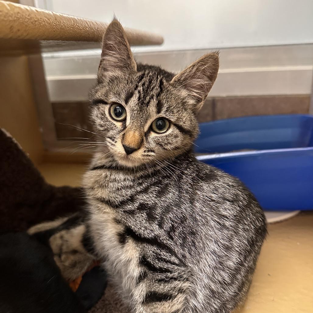 Alice, a Adoptable Domestic Short Hair in Spokane, WA image 6/6
