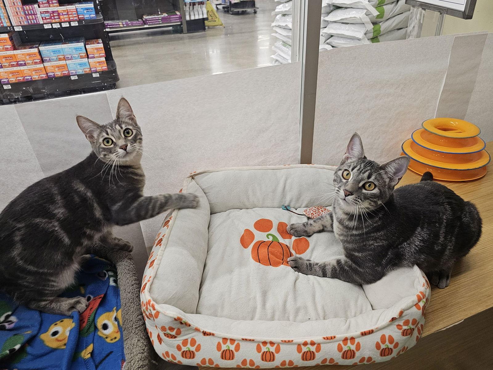 Enlarge Mint Julep, a Adoptable Domestic Short Hair in Mission Viejo, CA image 1/3