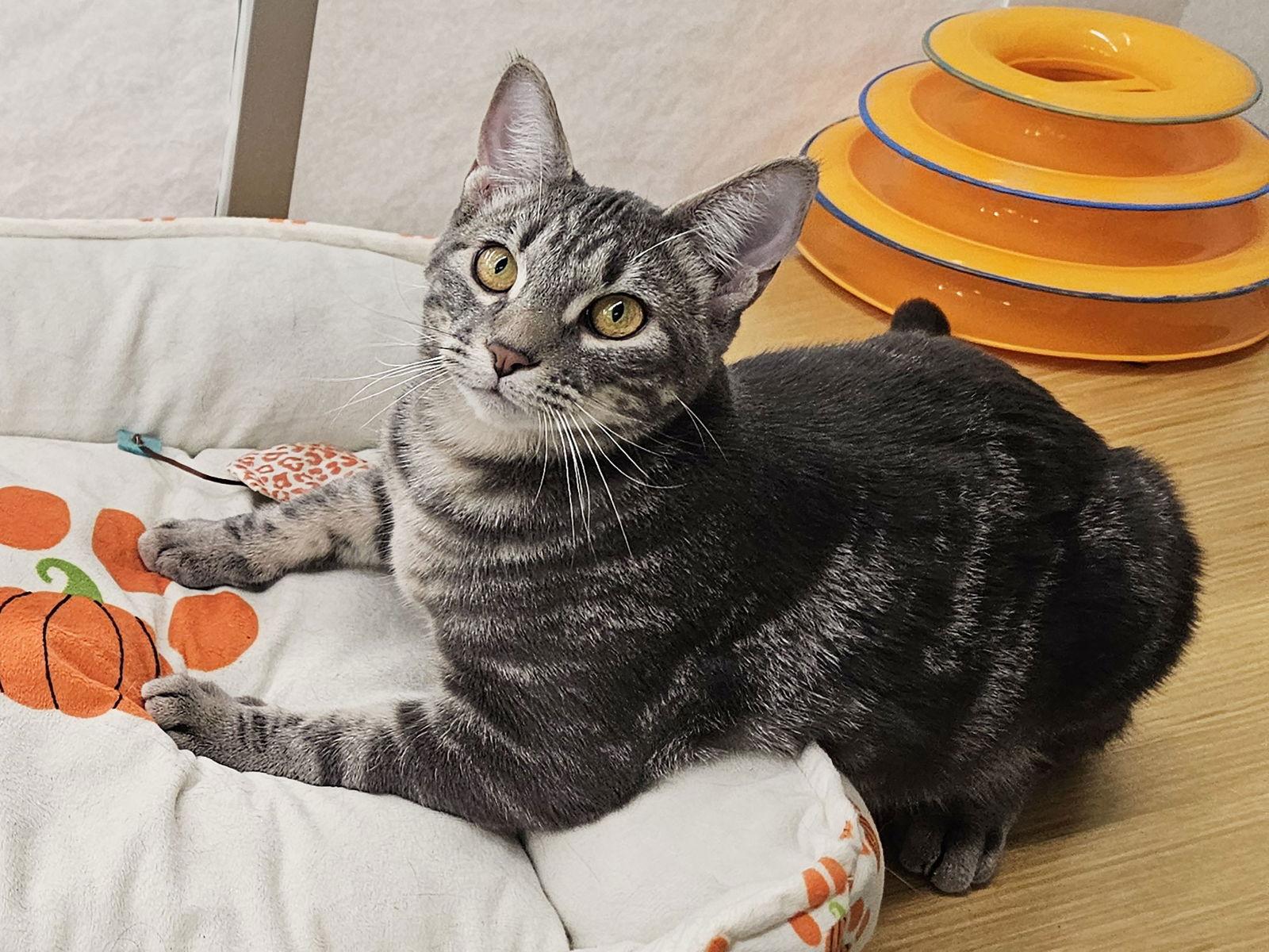 Enlarge Mint Julep, a Adoptable Domestic Short Hair in Mission Viejo, CA image 2/3