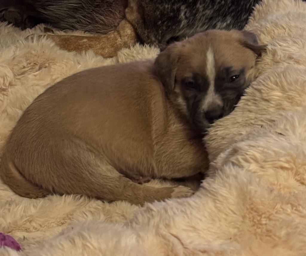 Henri, Adoptable, Puppy Male Boxer & Terrier.