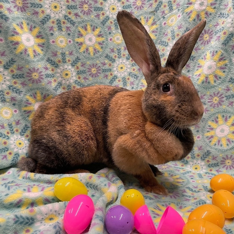 Krinkle, a Adoptable Harlequin in Indianapolis, IN image 3/6