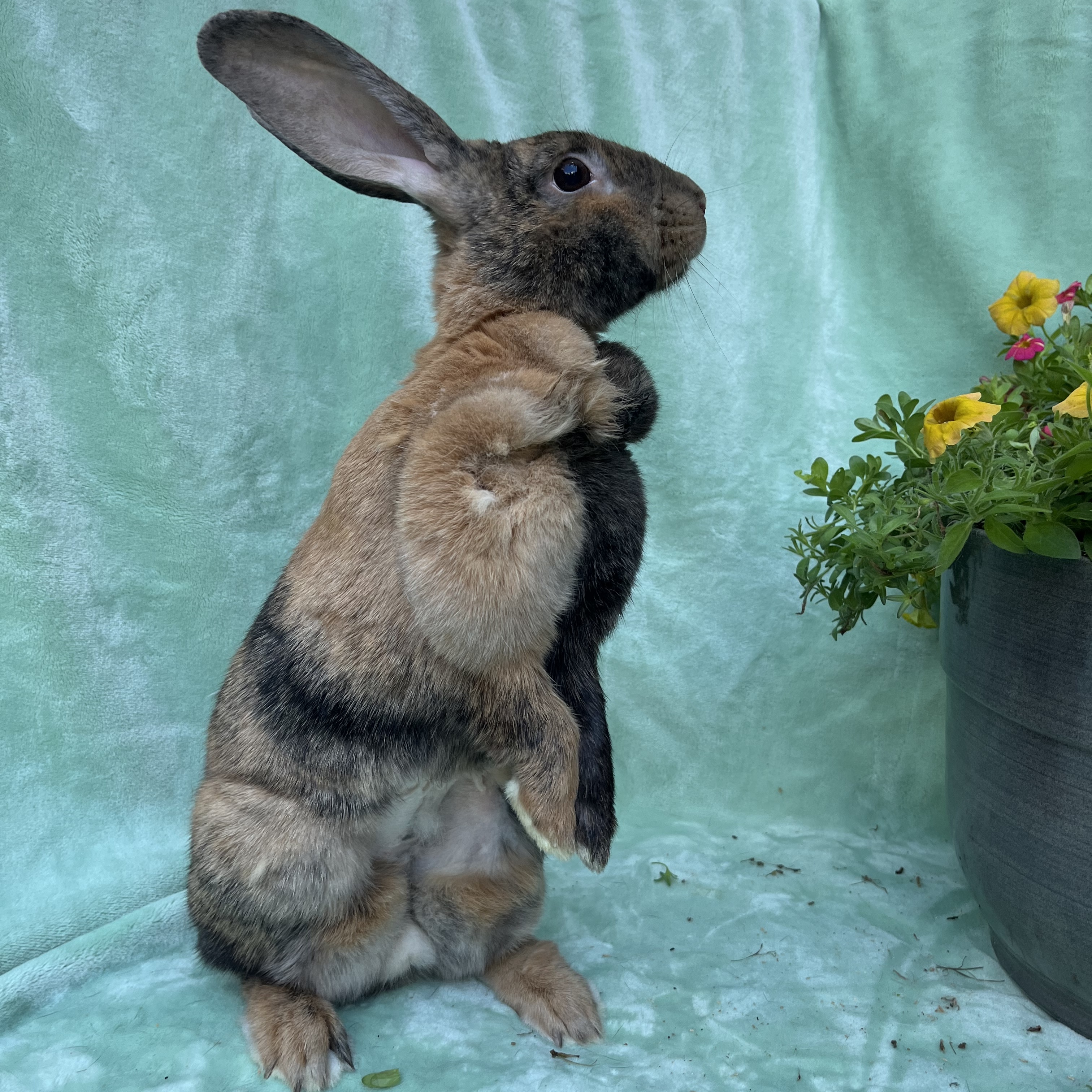 Krinkle, a Adoptable Harlequin in Indianapolis, IN image 2/6